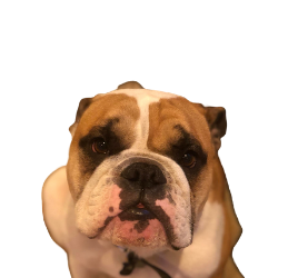 Barney