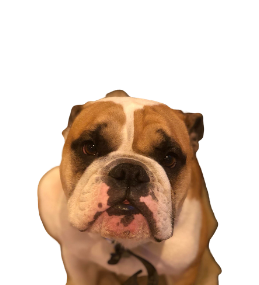 Barney